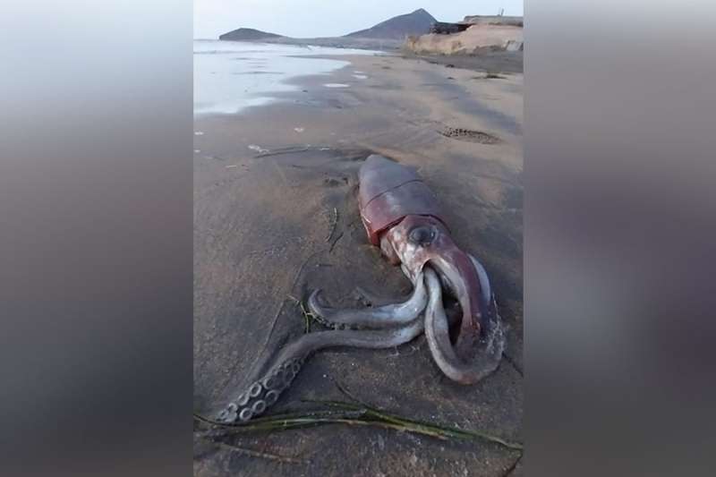Giant squid found washed up on a beach in south Tenerife