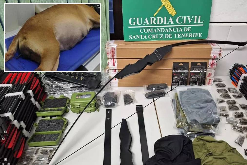 Man arrested in Tenerife for shooting and killing a pregnant dog with a crossbow