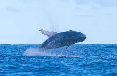 A spectacular rare encounter with a humpback in the waters of the Canary Islands