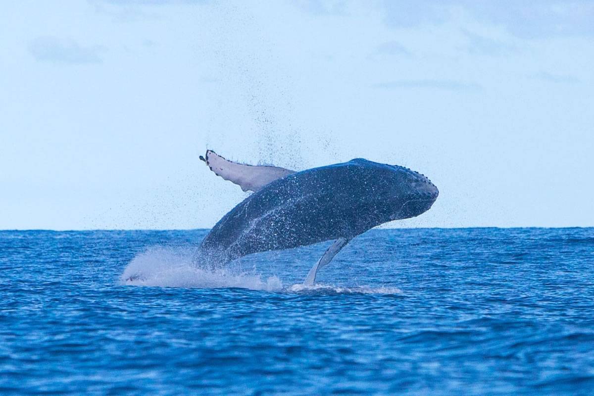 A spectacular rare encounter with a humpback in the waters of the Canary Islands