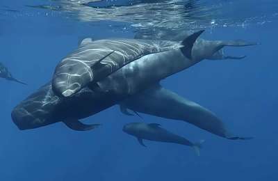 Santiago del Teide: Tenerife's premier destination for whale and dolphin watching