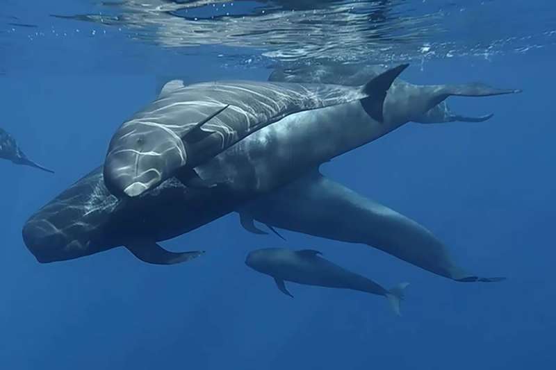 Santiago del Teide: Tenerife's premier destination for whale and dolphin watching