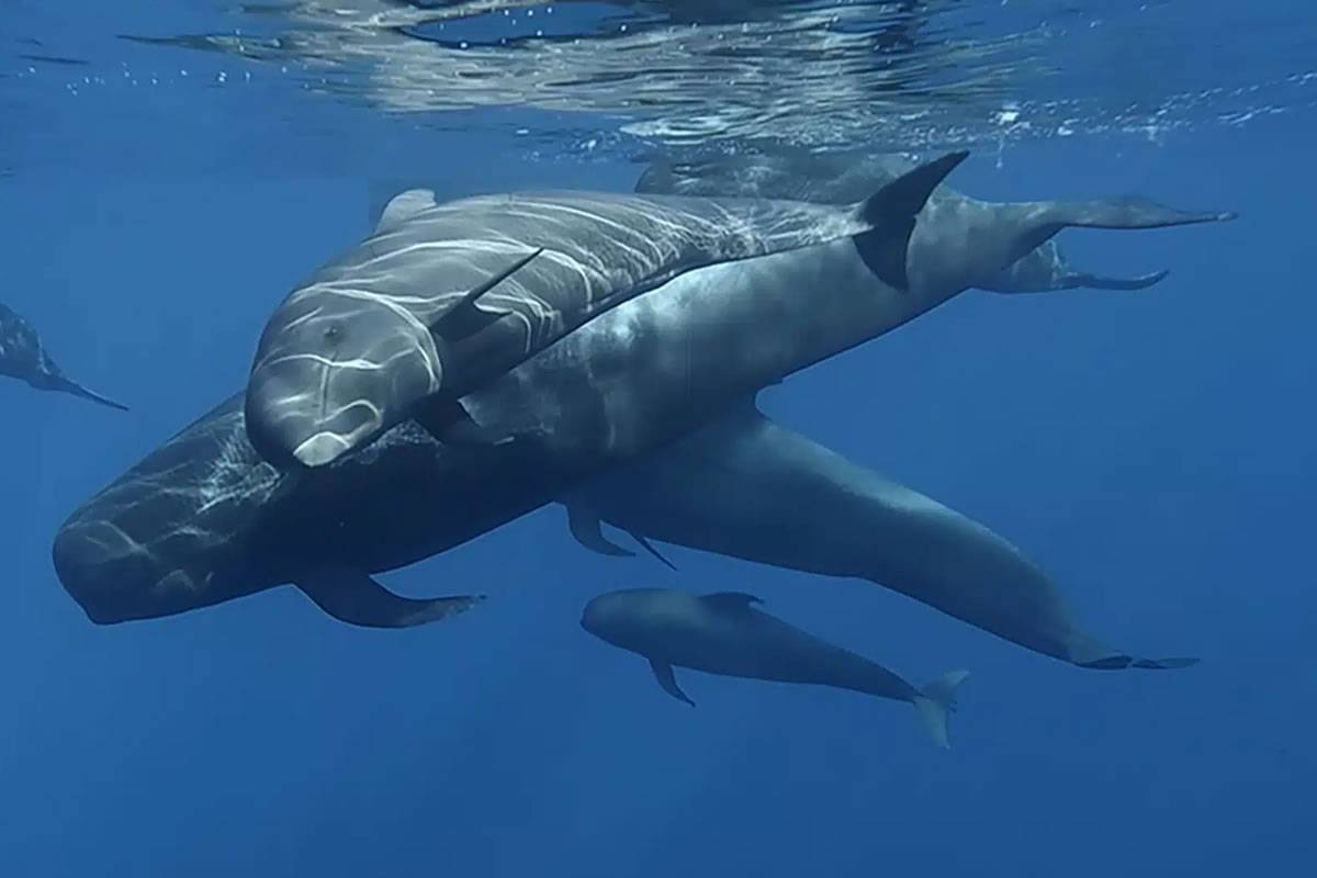 Santiago del Teide: Tenerife's premier destination for whale and dolphin watching