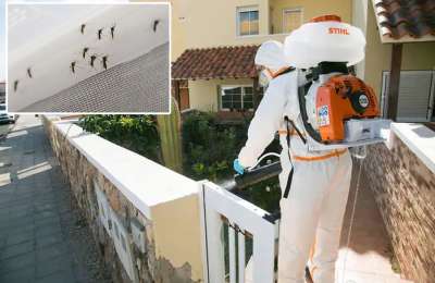 The fight against the Aedes mosquito intensifies in Tenerife and Gran Canaria 