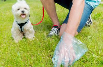 Arona Council to impose fines for dog owners who fail to clean up after their pets