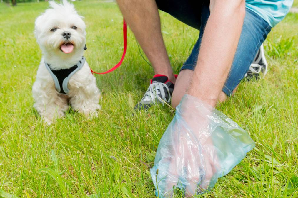Arona Council to impose fines for dog owners who fail to clean up after their pets