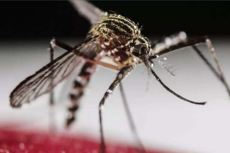 New 'Aedes' Mosquito species detected at Tenerife South Airport