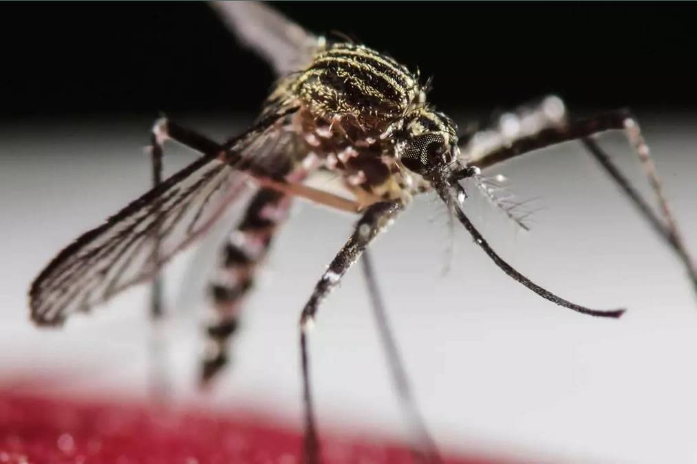 New 'Aedes' Mosquito species detected at Tenerife South Airport