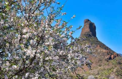 Climate change is affecting Almond blossoms in the Canary Islands