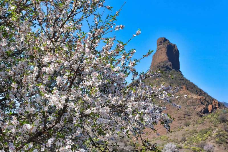 Climate change is affecting Almond blossoms in the Canary Islands