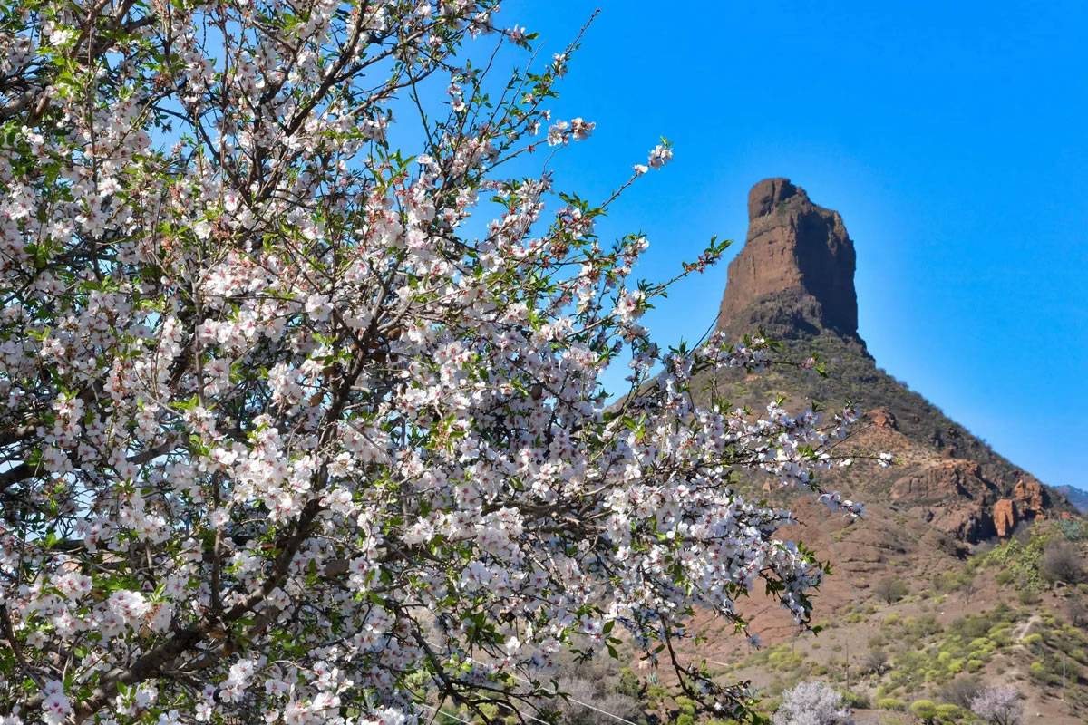Climate change is affecting Almond blossoms in the Canary Islands