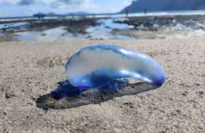 Portuguese Man of War jellyfish return to the beaches of Lanzarote