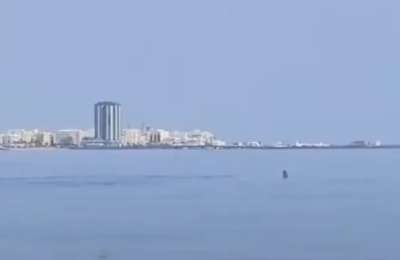 VIDEO: Hammerhead shark spotted in Arrecife marina