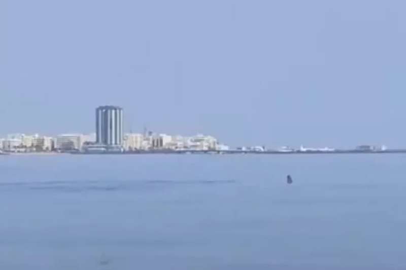 VIDEO: Hammerhead shark spotted in Arrecife marina