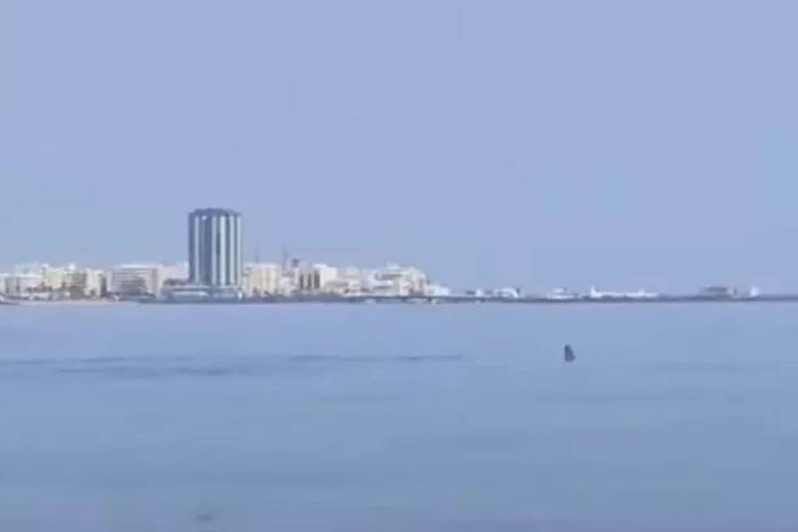VIDEO: Hammerhead shark spotted in Arrecife marina