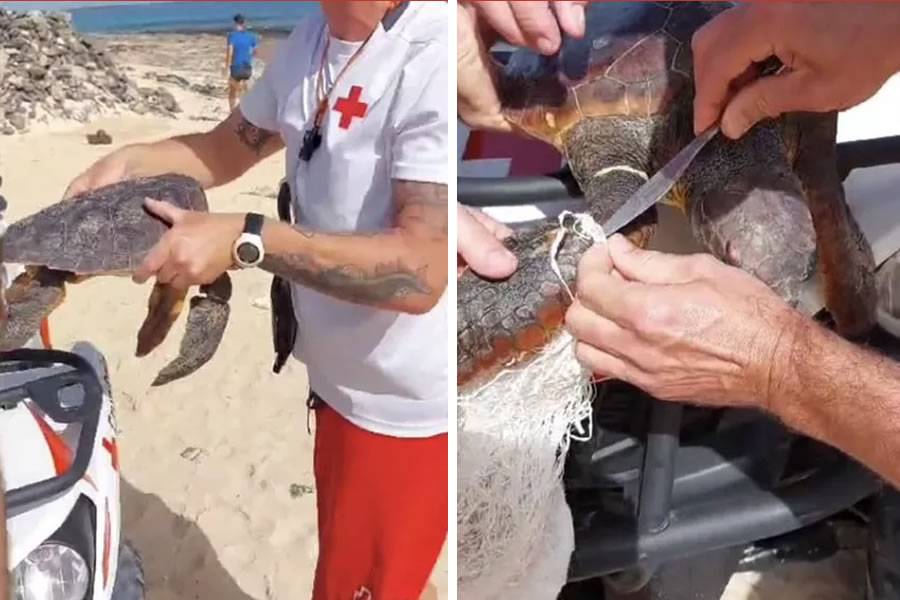 Heartwarming rescue: Turtle saved from perilous tangle of plastic and nets