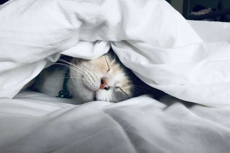 Transforming Your Sleep: How to Get Rid of Back Pain Every Night