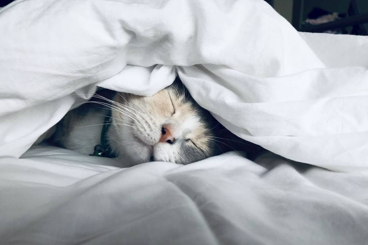 Transforming Your Sleep: How to Get Rid of Back Pain Every Night