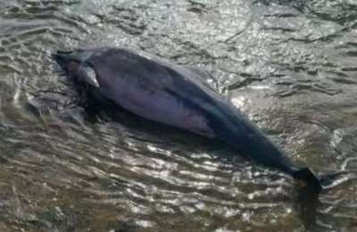 Stranded dolphin found washed up on a beach in the Canary Islands