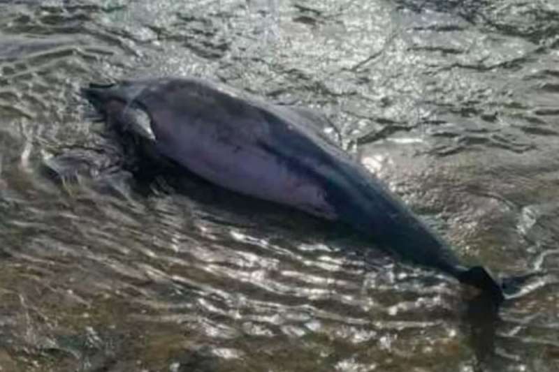 Stranded dolphin found washed up on a beach in the Canary Islands