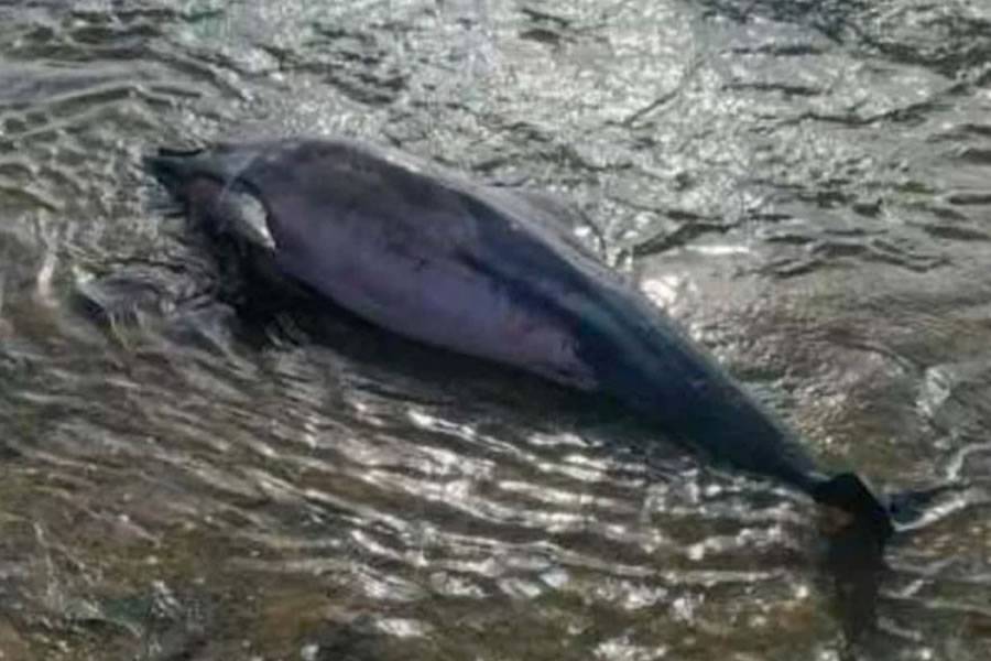 Stranded dolphin found washed up on a beach in the Canary Islands