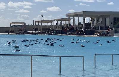 Guests complain of ‘seagull problem’ at new Barcelo hotel