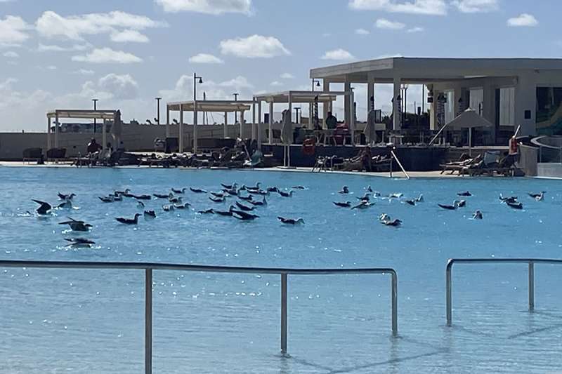 Guests complain of ‘seagull problem’ at new Barcelo hotel