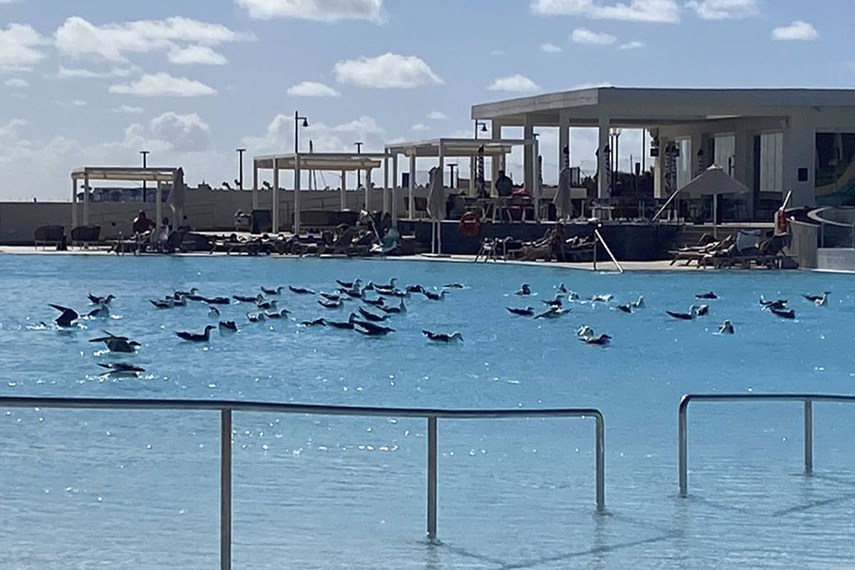 Guests complain of ‘seagull problem’ at new Barcelo hotel