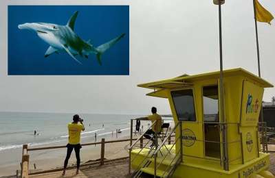 Yellow flag on a beach in Fuerteventura for sharks 