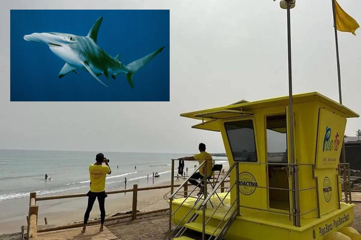 Yellow flag on a beach in Fuerteventura for sharks 