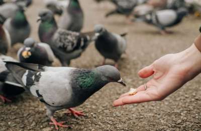 €1,000 fines issued to two residents of Tenerife for feeding pigeons