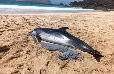 Dolphin stranded on a beach in La Graciosa dies