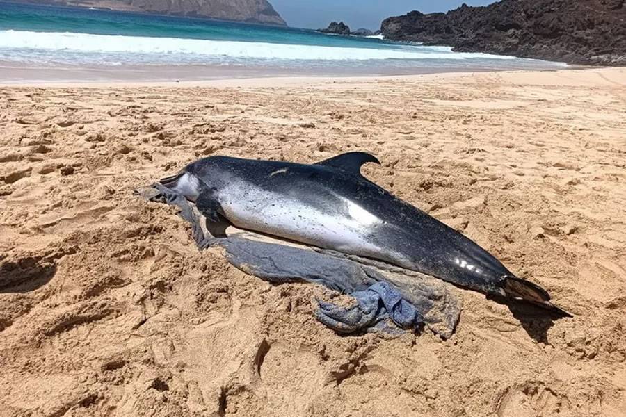 Dolphin stranded on a beach in La Graciosa dies