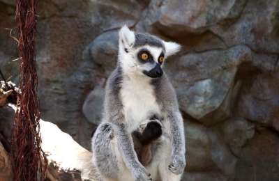 Loro Parque welcomes the birth of an endangered species