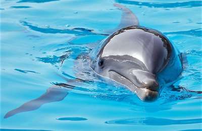 Loro Parque Foundation presents its new cetacean welfare bioindicator