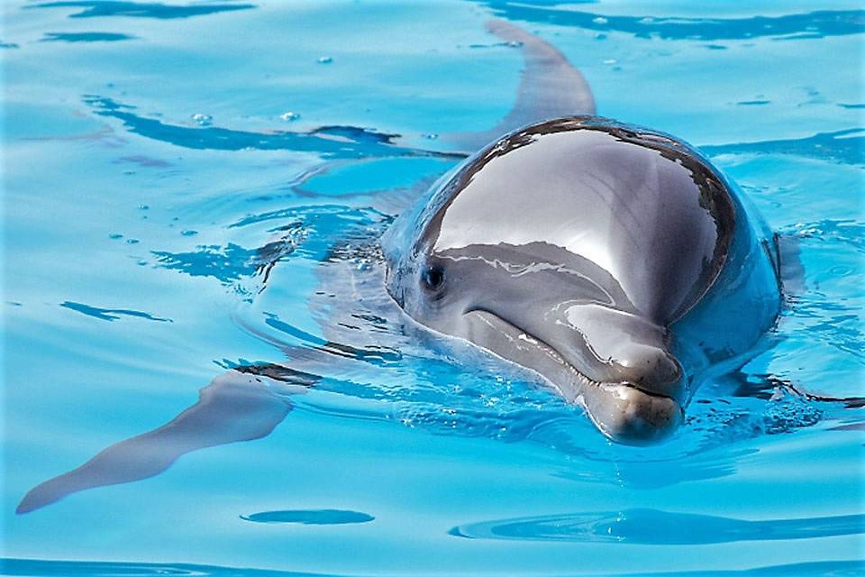 Loro Parque Foundation presents its new cetacean welfare bioindicator