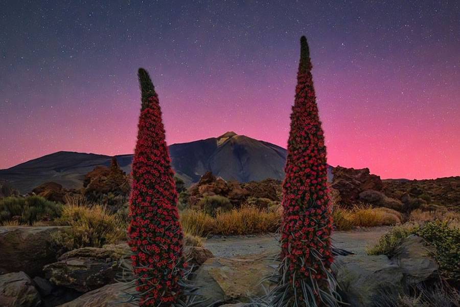 Canary Islands witness the spectacle of the Northern Lights