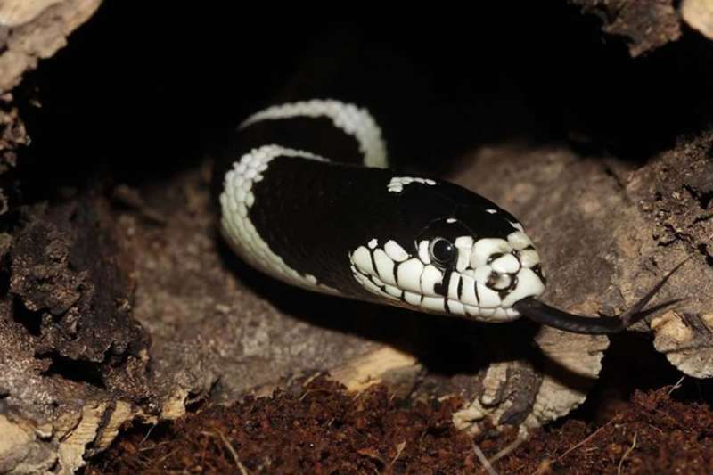 The King Snake spreads uncontrollably throughout Gran Canaria