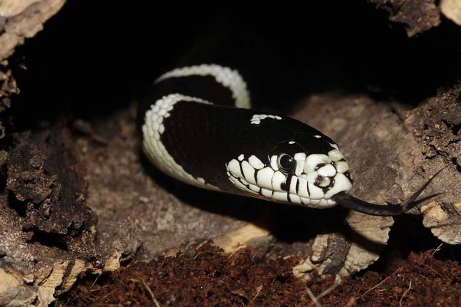 The King Snake spreads uncontrollably throughout Gran Canaria