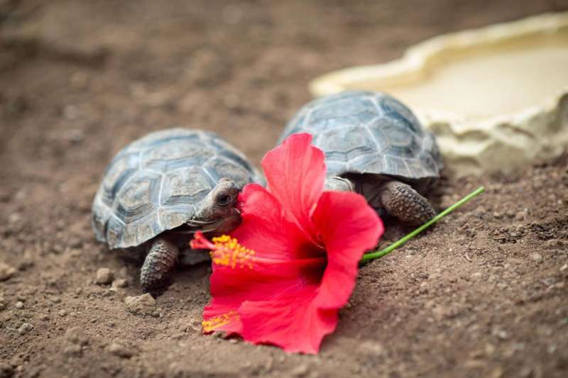 Visitors can now see seven baby Galapagos Tortoises born at Loro Parque