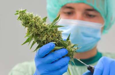 Canary Islands Parliament backs the use of cannabis for medicinal purposes