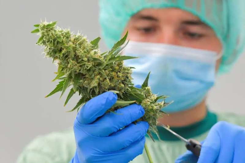 Canary Islands Parliament backs the use of cannabis for medicinal purposes