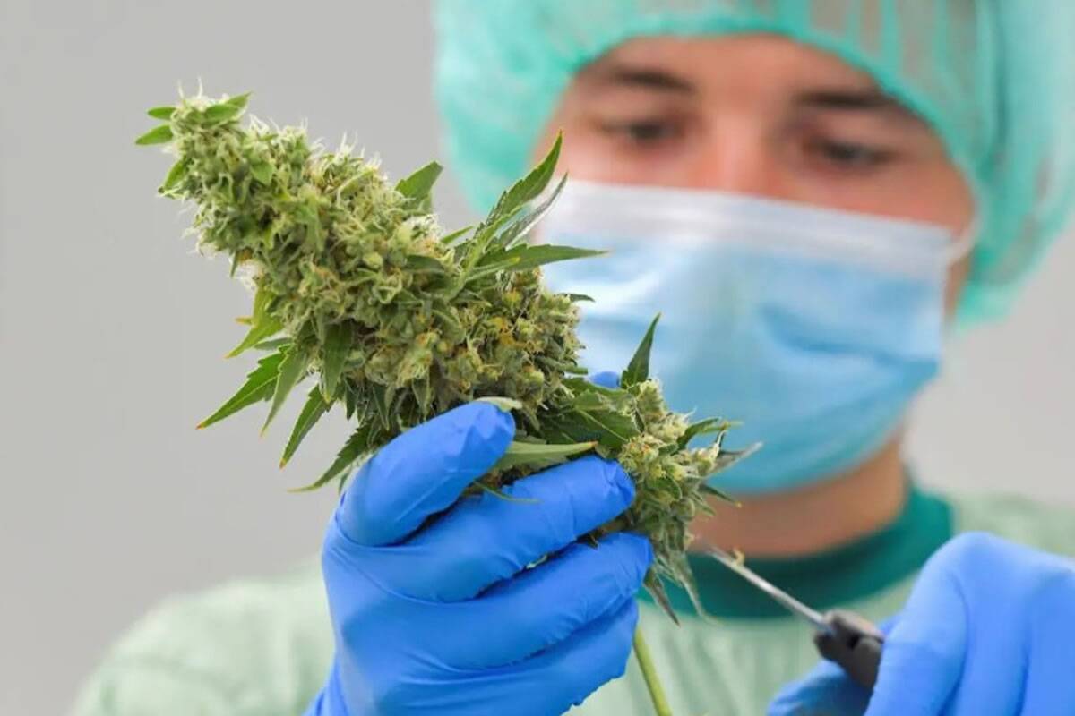Canary Islands Parliament backs the use of cannabis for medicinal purposes