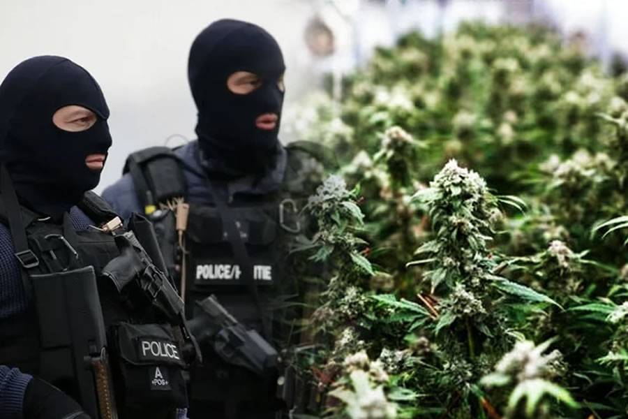 Cannabis pyramid scheme scammers laundered money in Tenerife with luxury villas 