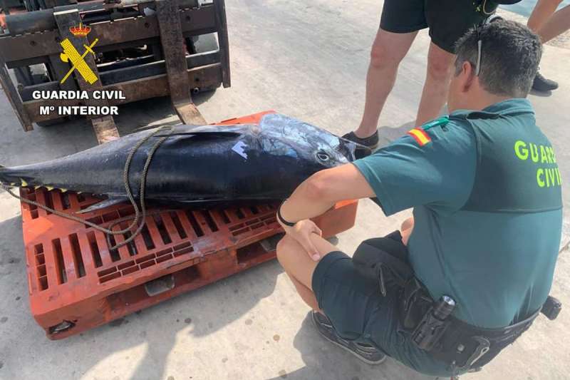 15 ‘recreational’ fishing boats sanctioned up to €60,000 for illegally catching tuna