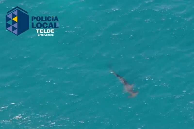 VIDEO: Melenara Beach reopened then closed again as shark returns to the shore