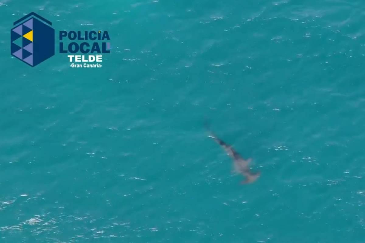 VIDEO: Melenara Beach reopened then closed again as shark returns to the shore