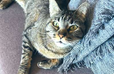 Naia the cat found alive after being missing for 11 weeks at Tenerife Airport