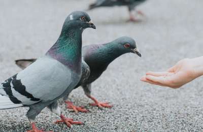 Woman fined €2,250 for feeding pigeons in public in Tenerife