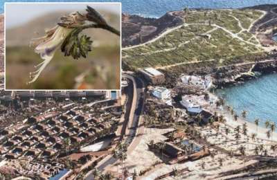 Adeje authorises relocation of Vibora plant to restart Cuna del Alma construction work